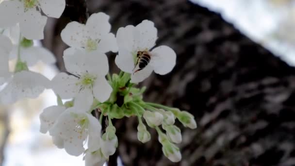 Bee Cherry Flower Sunny Bright Day — стоковое видео