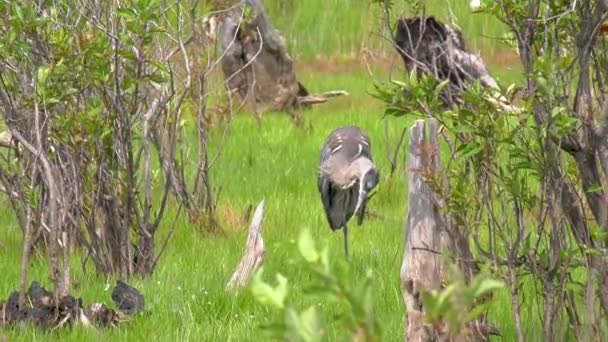 Great Blue Heron Cleaning Itself Grassy Marsh — Stock video