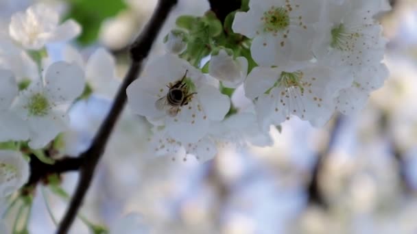 Bee Cherry Flower Sunny Bright Day — Vídeos de Stock
