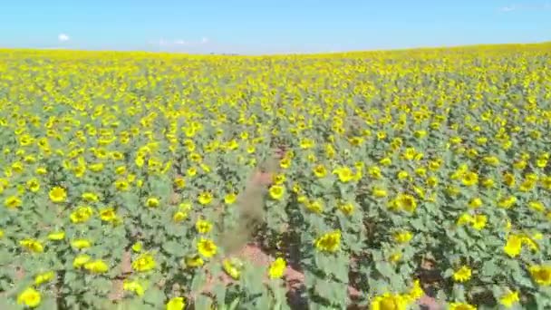 Aerial View Beautiful Sunflower Plantation Sunny Day — Vídeo de stock