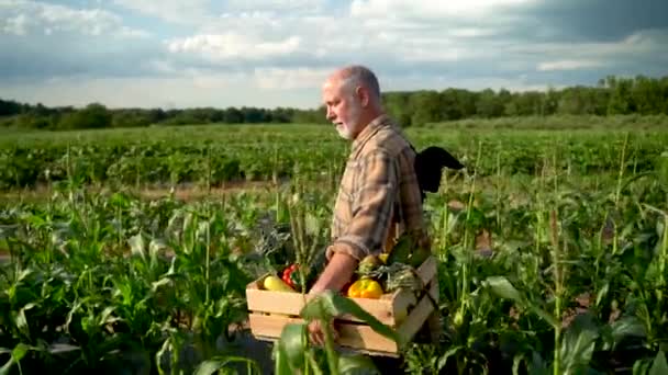 Slow Motion Medium Wide Side Shot Farmer Walking Holding Box — ストック動画