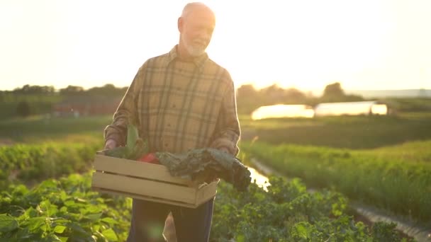 Beautiful Backlit View Man Farmer Basket Harvest Green Field Rays — Wideo stockowe