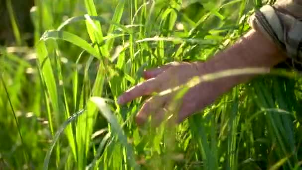 Close Touching Wheat Grass Hands Old Farmer Walking Wheat Field — стоковое видео