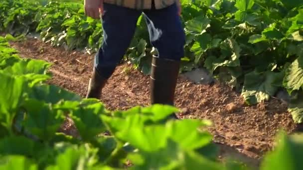 Front View Man Farmer Rubber Boots Green Field Rays Sun — Stok Video