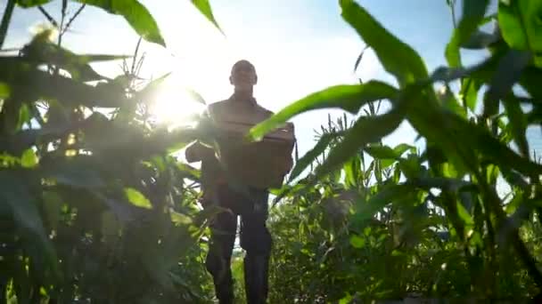 Slow Motion Wide Angle Shot Farmer Holding Box Organic Vegetables — ストック動画