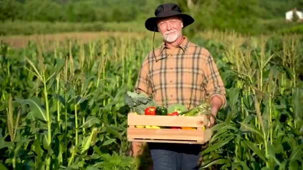 Close Farmer Carrying Box Organic Vegetables Look Camera Sunlight Agriculture — Vídeo de stock