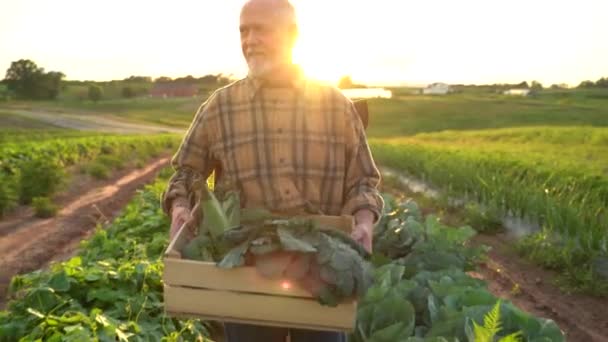 Κοντινό Πορτρέτο Του Πρεσβύτερου Καυκάσιου Όμορφου Σοφού Αγρότη Που Κοιτάζει — Αρχείο Βίντεο