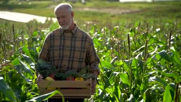 Close Farmer Holding Box Organic Vegetables Look Away Camera Sunlight — 图库视频影像