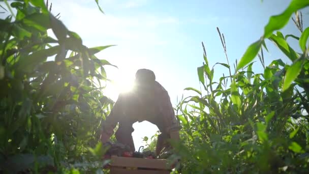 Wide Angle View Farmer Carrying Box Organic Vegetables Look Camera — Vídeo de stock