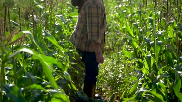 Portrait Farmer Carrying Box Organic Vegetables Look Camera Sunlight Agriculture — Wideo stockowe