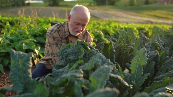Close Slow Motion Farmer Picking Kale Field Sunset — Stok video