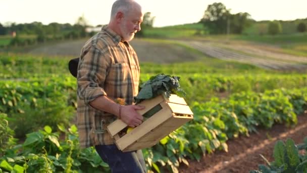 Close Slow Motion Farmer Walking Picking Kale Field Sunset — Stock videók