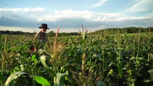 Side View Farmer Carrying Box Organic Vegetables Sunset Agriculture Farm — 图库视频影像