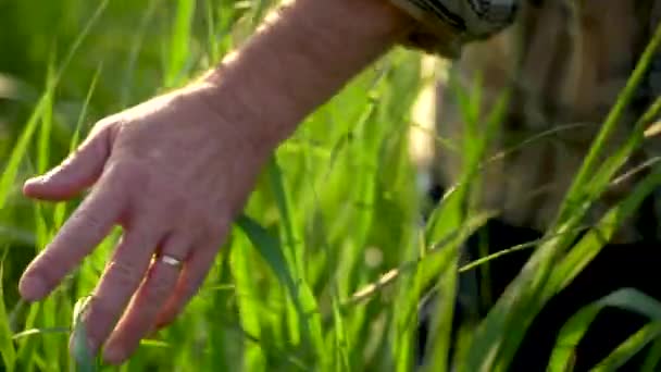 Close Touching Wheat Grass Hands Old Farmer Walking Wheat Field — Stock videók