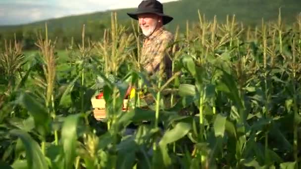 Slow Motion Closeup Farmer Carrying Basket Freshly Picked Vegetables Corn — Stock video