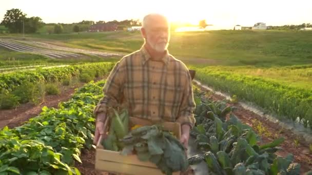 Portrait Senior Caucasian Good Looking Wise Man Farmer Looking Side — Wideo stockowe