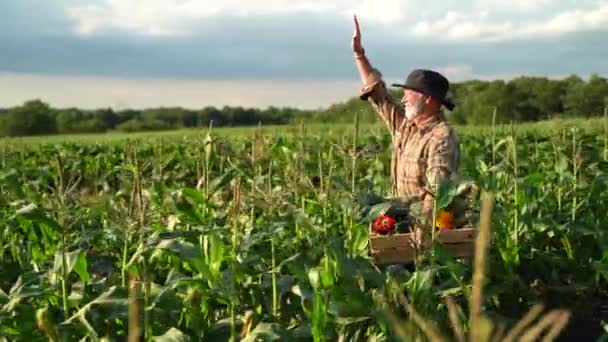 Slow Motion Farmer Carrying Basket Freshly Picked Vegetables Corn Field — стоковое видео