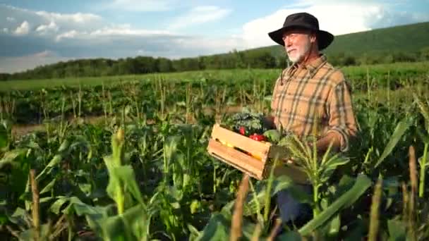 Close Farmer Carrying Box Organic Vegetables Corn Field Look Camera — 图库视频影像