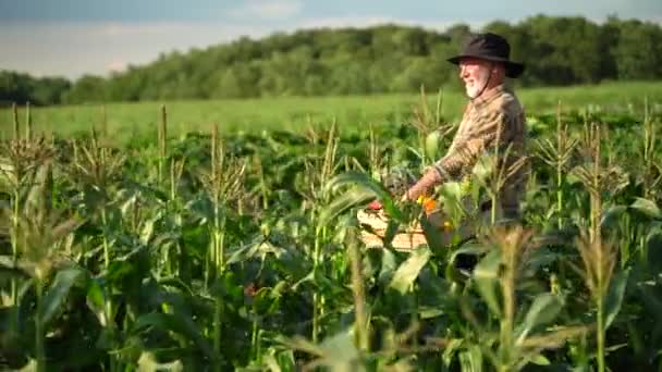 Slow Motion Farmer Carrying Basket Freshly Picked Vegetables Corn Field — Wideo stockowe