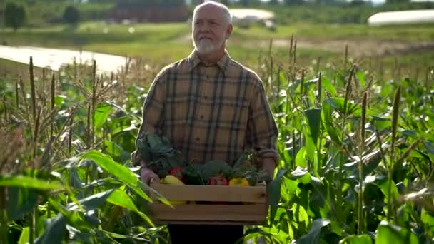 Medium Wide Angle Farmer Holding Box Organic Vegetables Field Look — Wideo stockowe