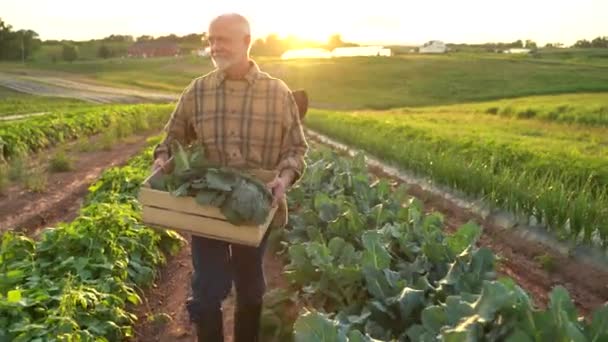 Portrait Senior Caucasian Good Looking Wise Man Farmer Looking Side — Stockvideo