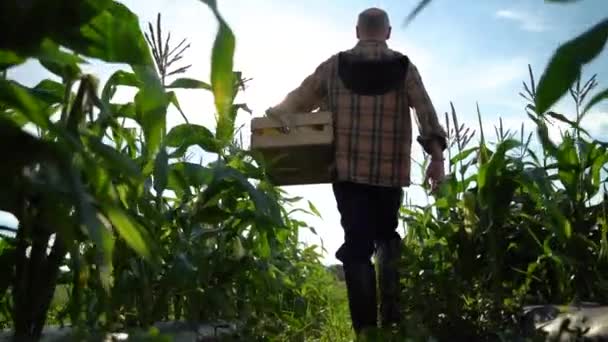 Slow Motion Medium Wide View Farmer Holding Box Organic Vegetables — Video Stock