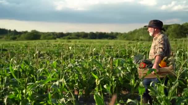 Slow Motion Farmer Carrying Basket Freshly Picked Vegetables Corn Field — Wideo stockowe