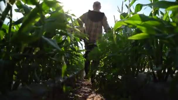 Slow Motion Wide Angle Shot Farmer Holding Box Organic Vegetables — ストック動画