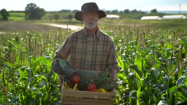 Close Farmer Carrying Box Organic Vegetables Look Camera Sunlight Agriculture — Video