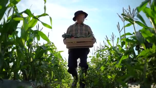 Wide Angle View Farmer Carrying Box Organic Vegetables Look Camera — Video