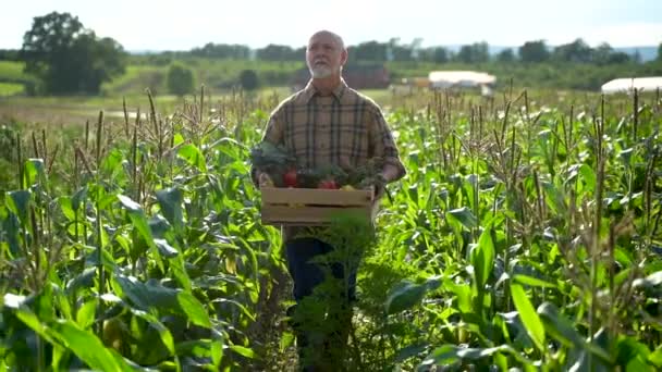 Wide Angle Portrait Farmer Carrying Box Organic Vegetables Look Camera — Stockvideo