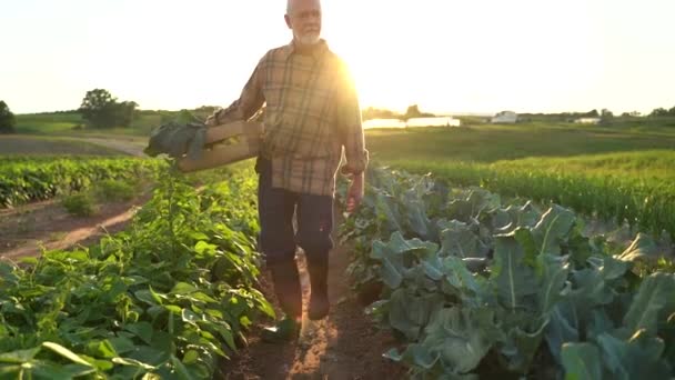 Wide Angle Beautiful Backlit View Man Farmer Basket Harvest Green — Video