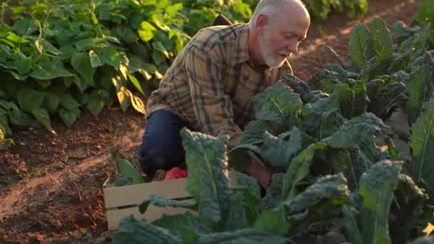 Close Farmer Picking Kale Field Sunset — Wideo stockowe