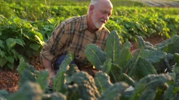 Close Farmer Picking Kale Field Sunset — Video