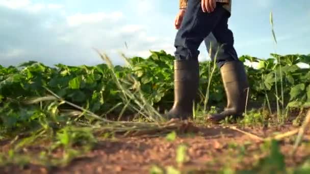 Zijaanzicht Van Mens Boer Rubberen Laarzen Een Groen Veld Stralen — Stockvideo