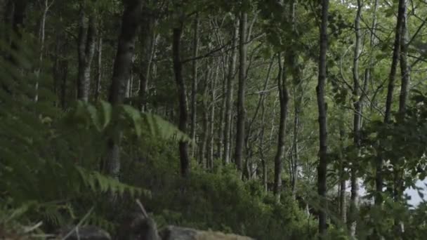 Bracken Growing Dense English Forest — Stock Video