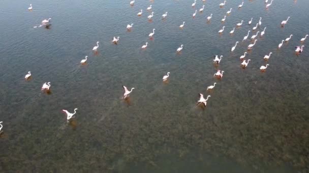 Beautiful Pink Flamingos Wild Nature — стоковое видео