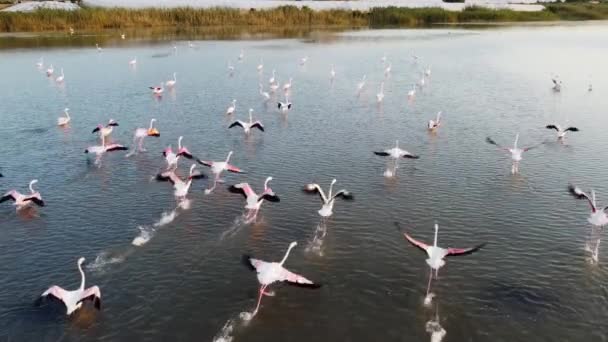 Greater Flamingos Southern Italy Flock Taking Aerial Footage — Stock Video