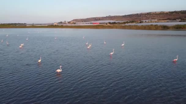 Beautiful Pink Flamingos Wild Nature — Stock Video