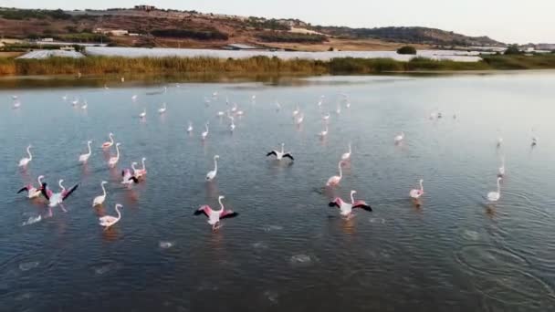 Beautiful Pink Flamingos Wild Nature — Stock Video