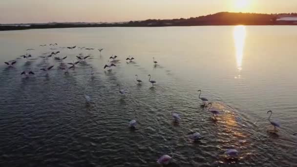 Piękne Różowe Flamingi Dzikiej Przyrodzie — Wideo stockowe