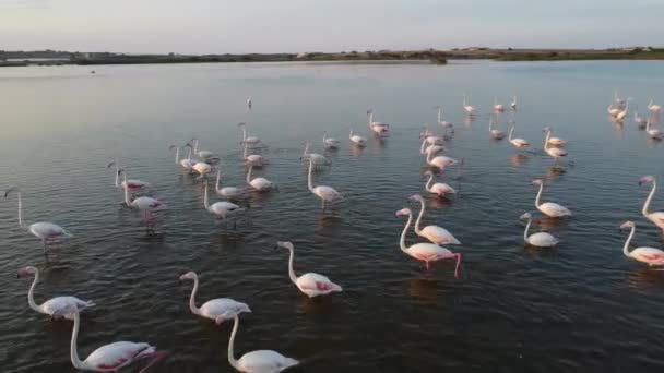 Beautiful Pink Flamingos Wild Nature — Stockvideo