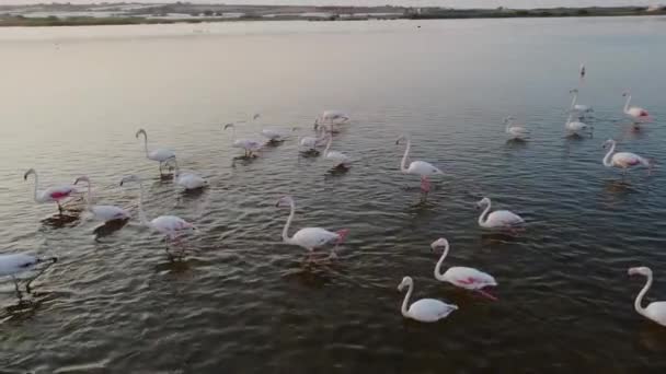 Beautiful Pink Flamingos Wild Nature — Stok video