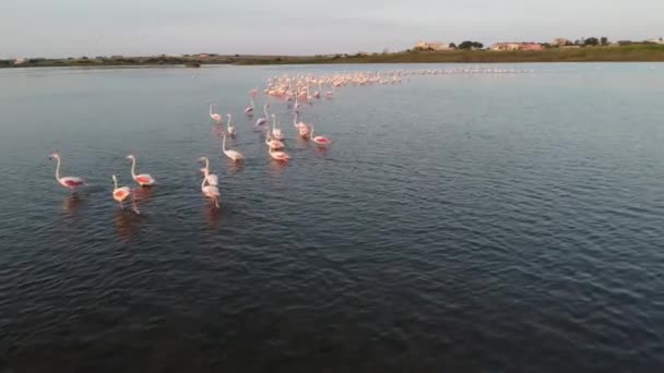 Beautiful Pink Flamingos Wild Nature — Video