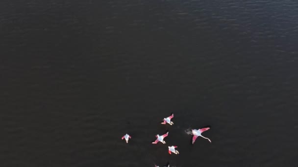 Güzel Vahşi Doğada Pembe Flamingolar — Stok video