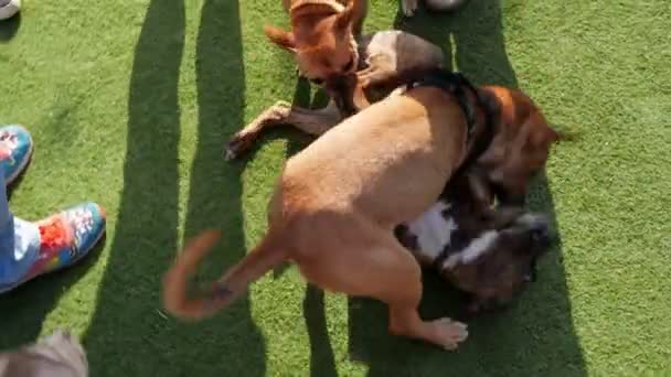 Three Dogs Wrestle Jump Relieve Stress While Playing Energetically Some — Vídeo de Stock