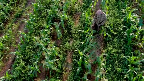 Aerial Overhead Shot Farmer Inspecting Corn Crops Sunset Using Tablet — Vídeo de Stock