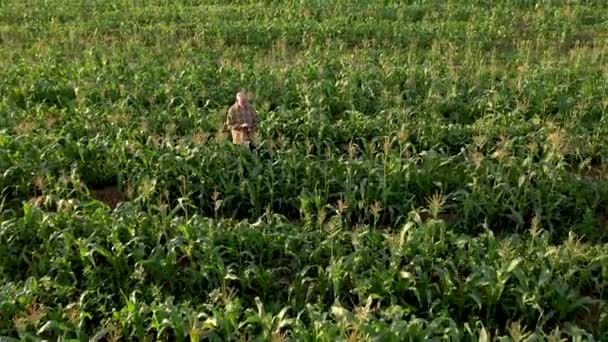 มมองทางอากาศของเกษตรกรท บเล ตอลตรวจสอบความสมบ ของไร าวโพดของการเกษตร การเก บเก ยวส งแวดล แนวค — วีดีโอสต็อก
