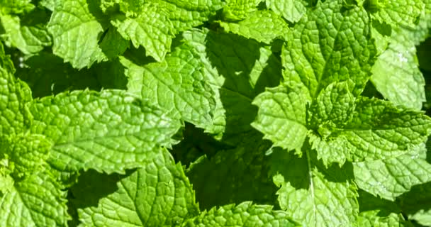 Mint Leaves Closeup Macro Shot — 图库视频影像