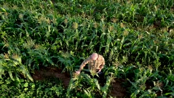 Aerial Turning Shot Farmer Inspecting Corn Crops Sunset Using Tablet — Stockvideo